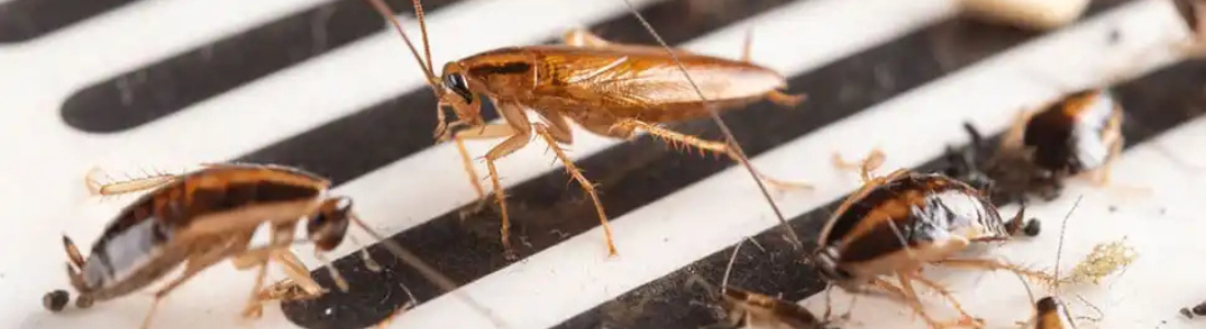 Como eliminar baratas 24 HORAS